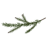Pine Spruce Branches 7